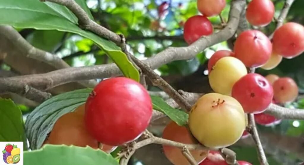 Governor’s Plum (Lovi-Lovi)
