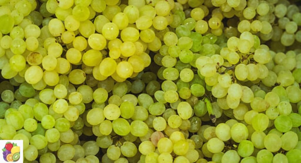 Grapes