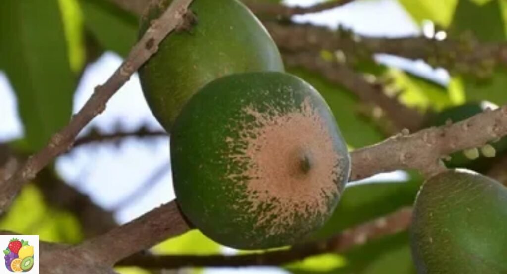 Green Sapote