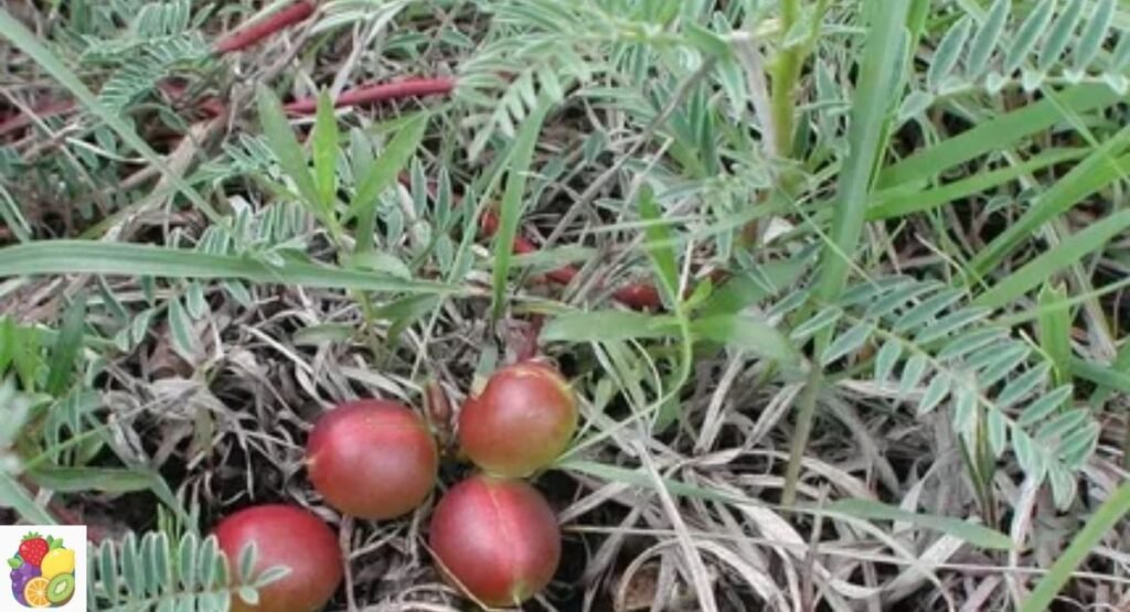 Ground Plum