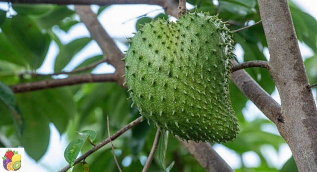 Guanabana (Soursop)