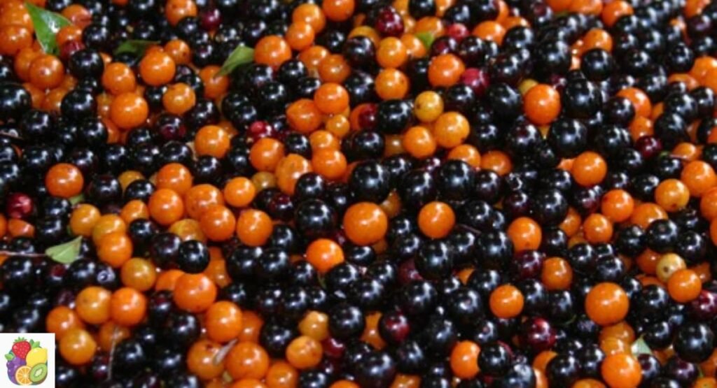 Guavaberry