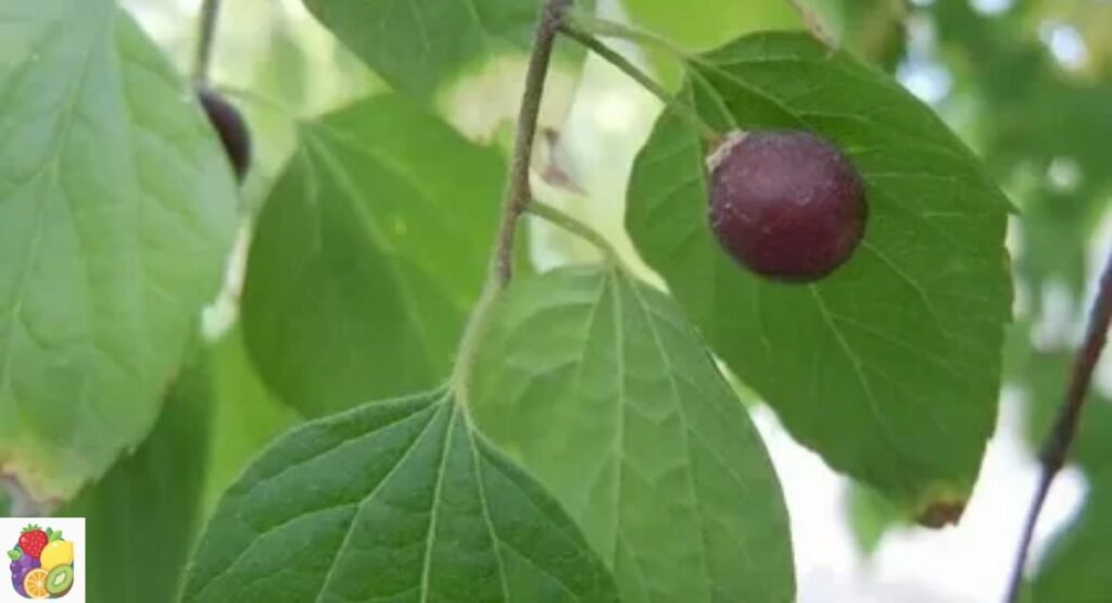 Hackberry