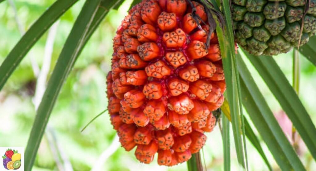 Hala Fruit