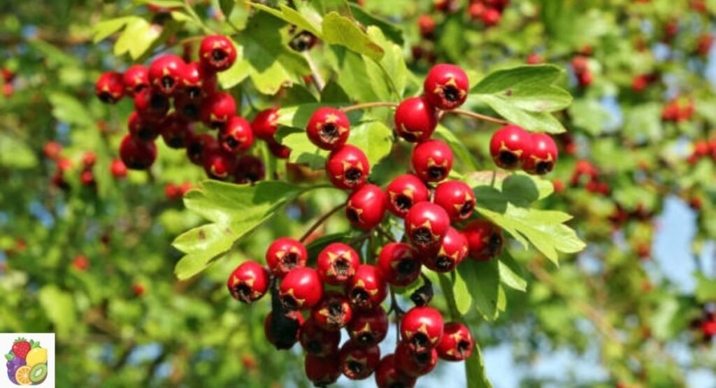Hawthorn Berry