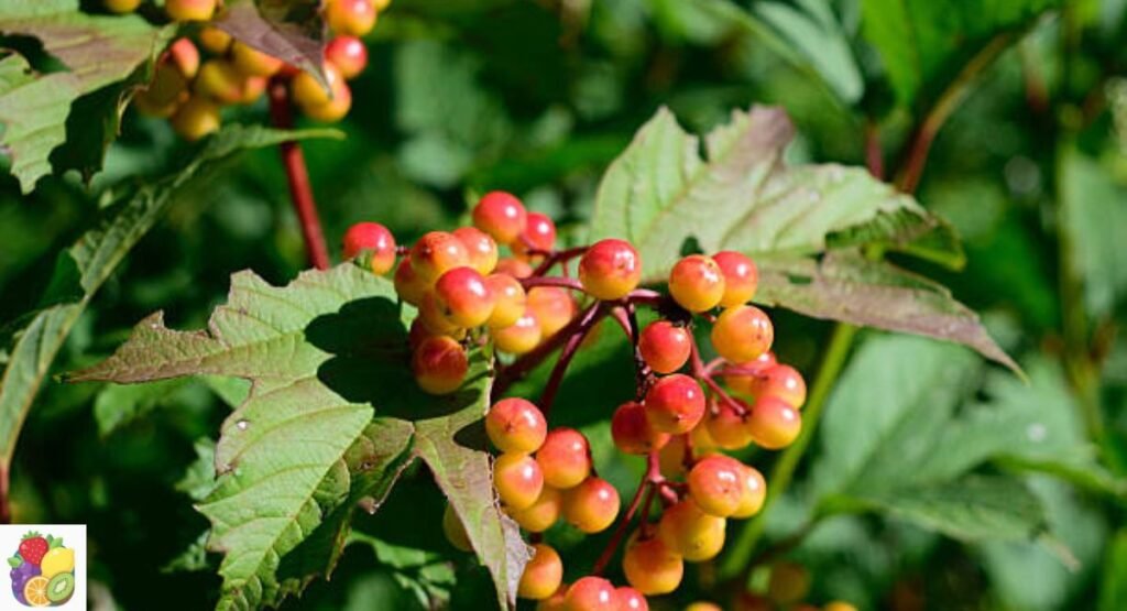 Highbush Cranberry