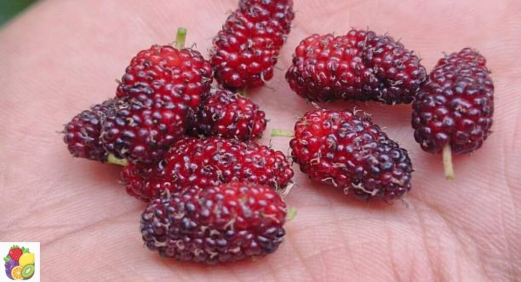 Himalayan Mulberry