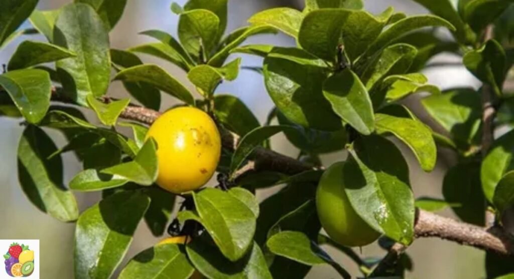 Hog Plum
