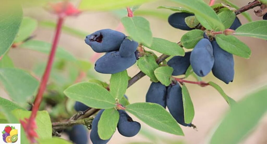 Honeyberry