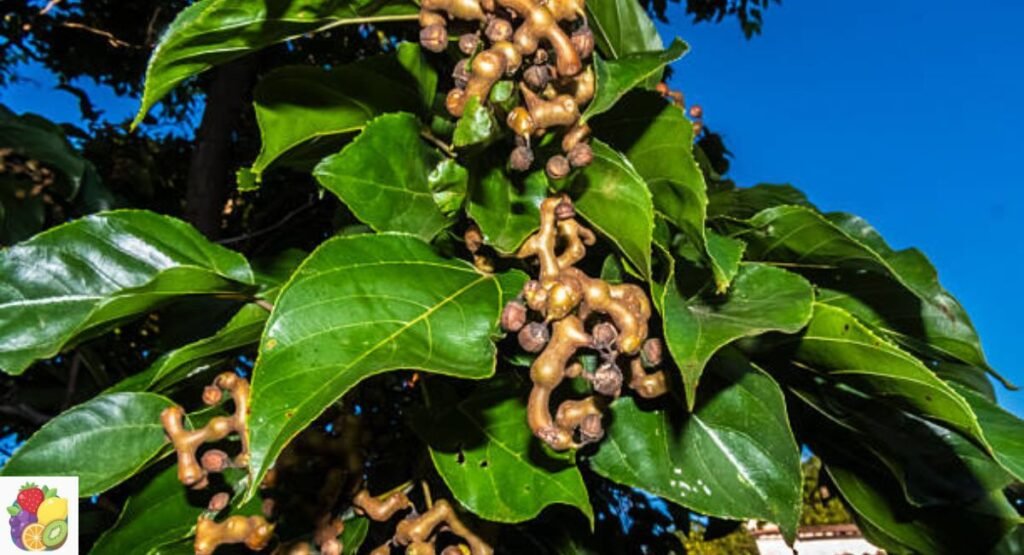 Hovenia Fruit
