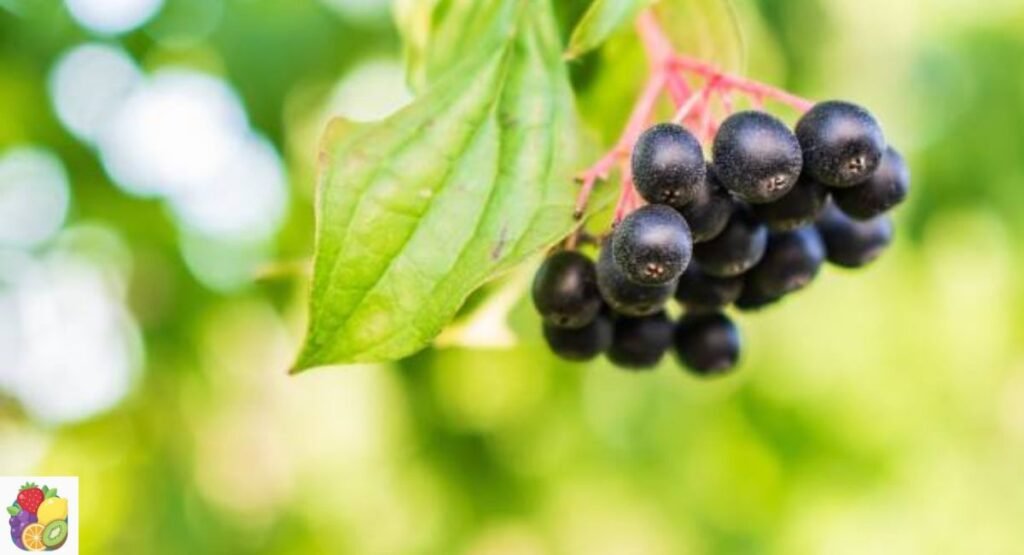 Huckleberry