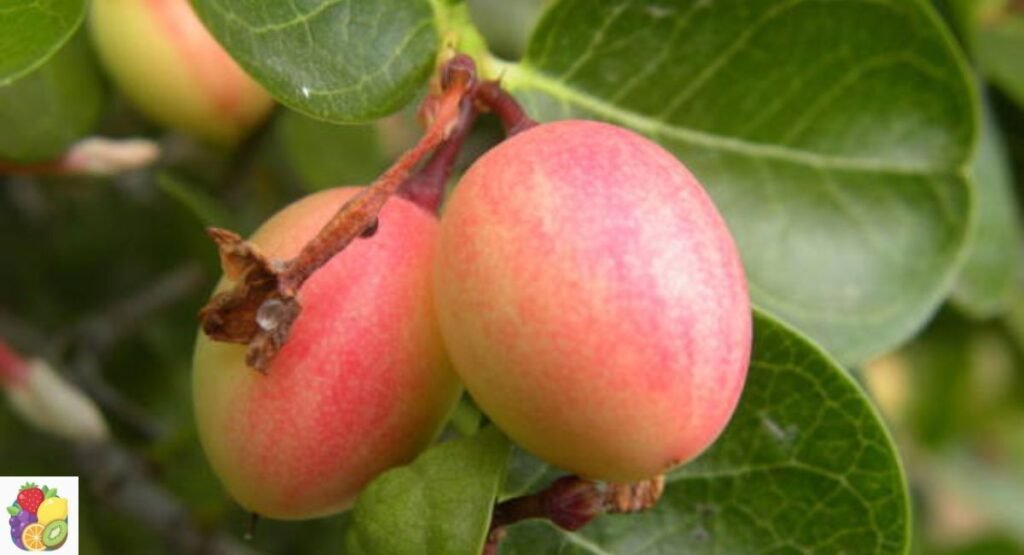 Icaco (Cocoplum)