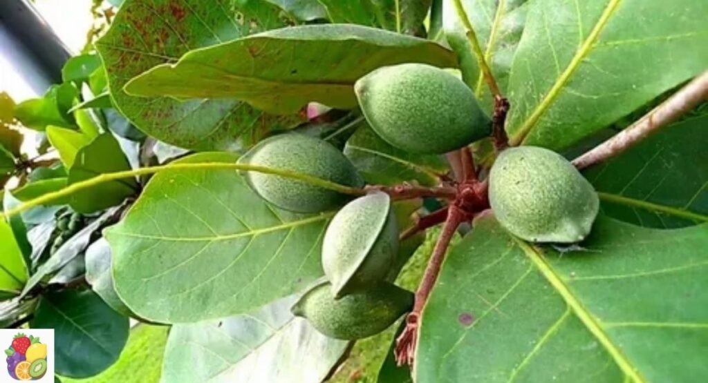 Indian Almond Fruit