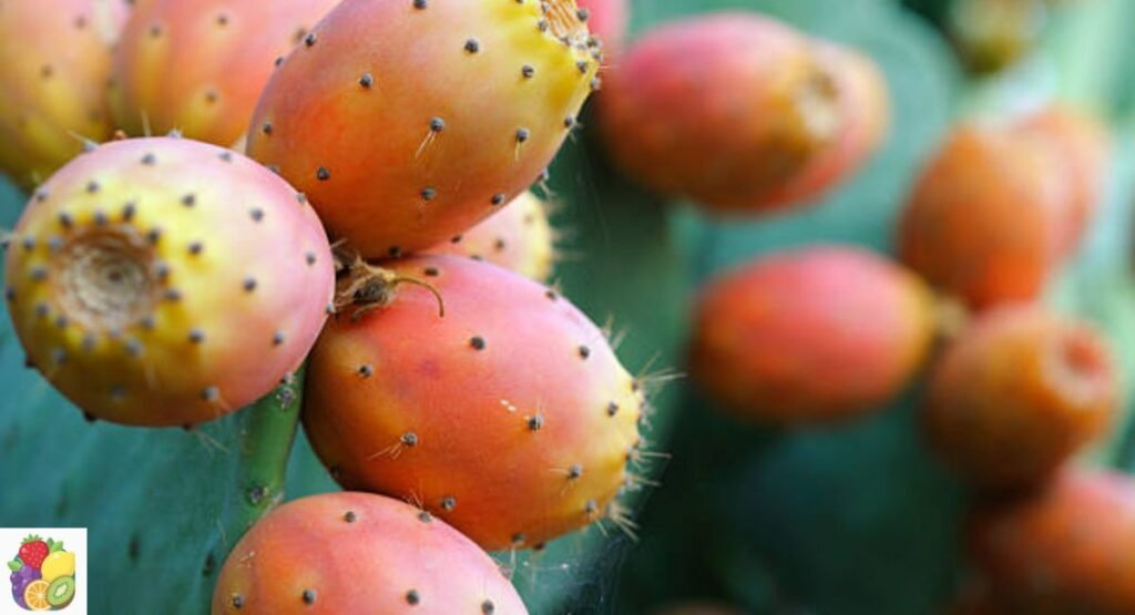 Indian Fig