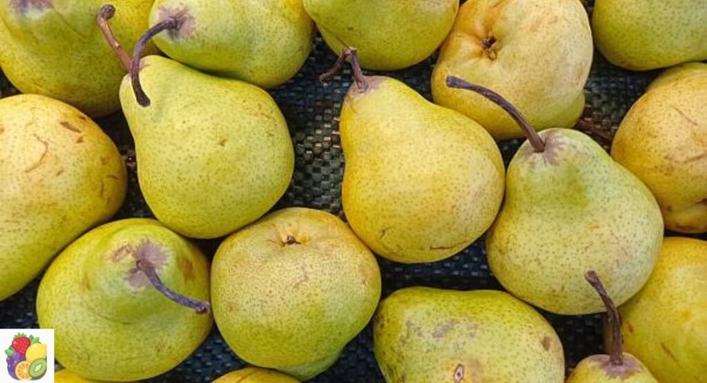 Indian Wild Pear
