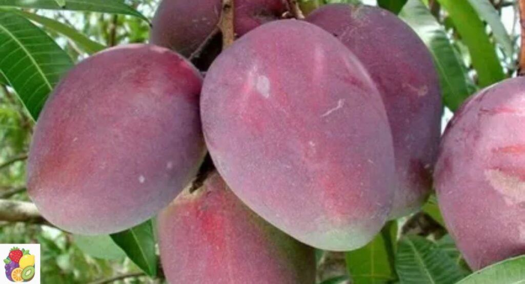 Irwin Mango