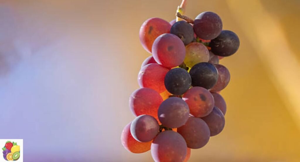 Isabella Grape