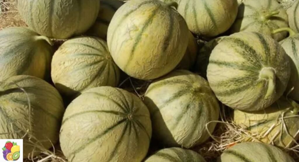 Israel Melon