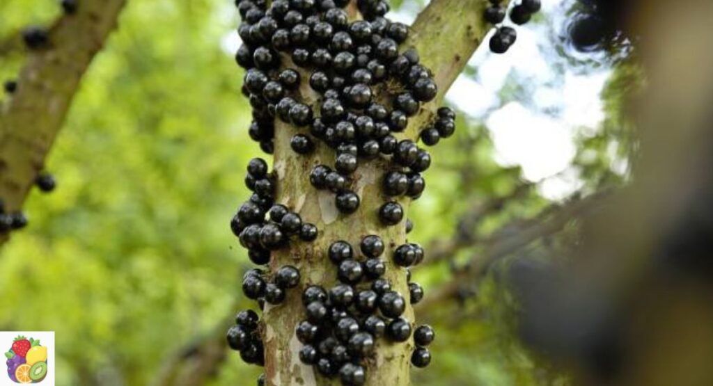 Jaboticaba