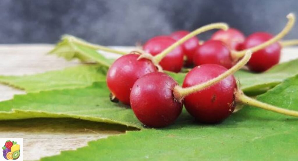 Jamaican Cherry
