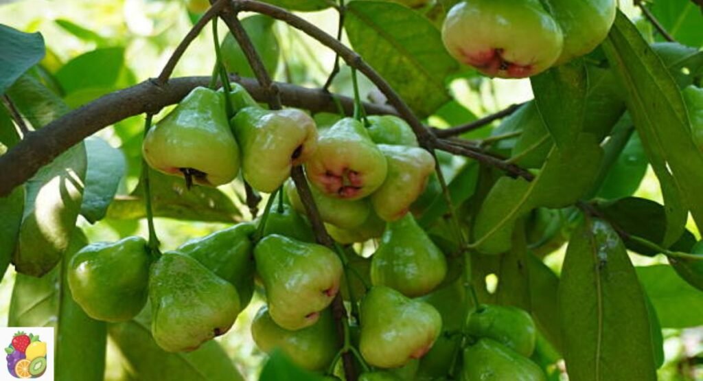 Jambu