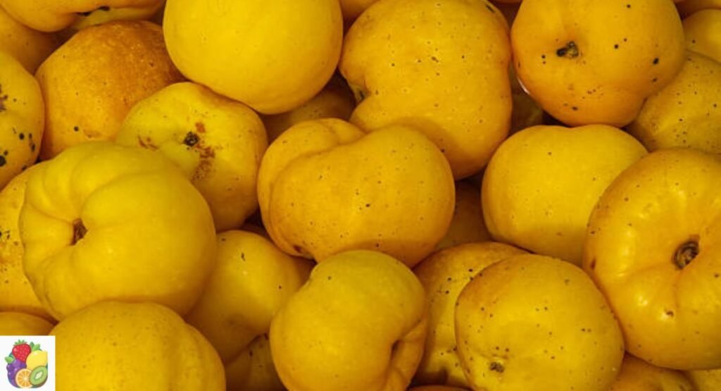 Japanese Quince