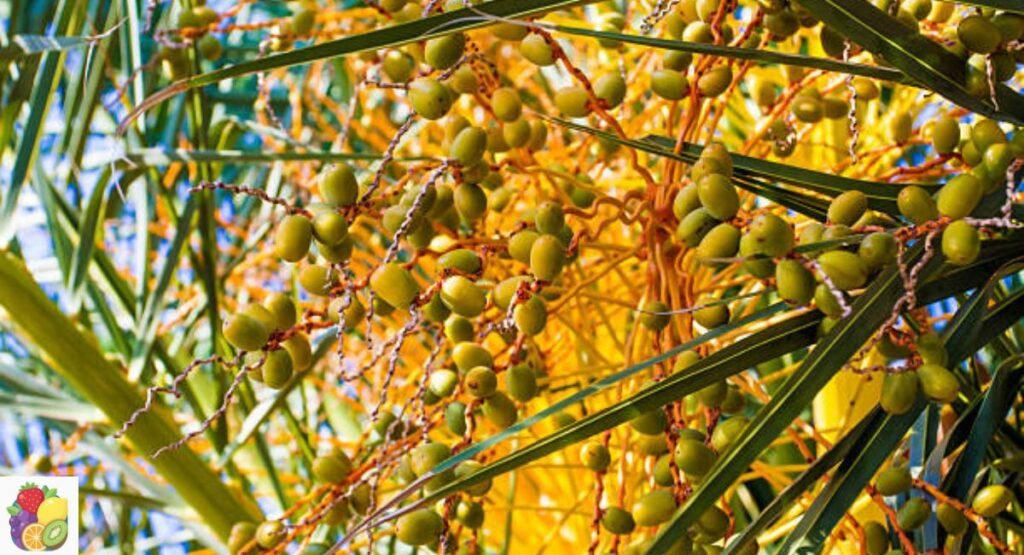 Jelly Palm Fruit