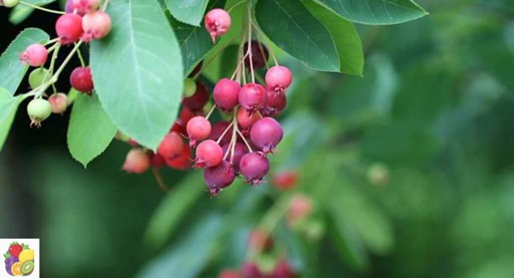 Juneberry