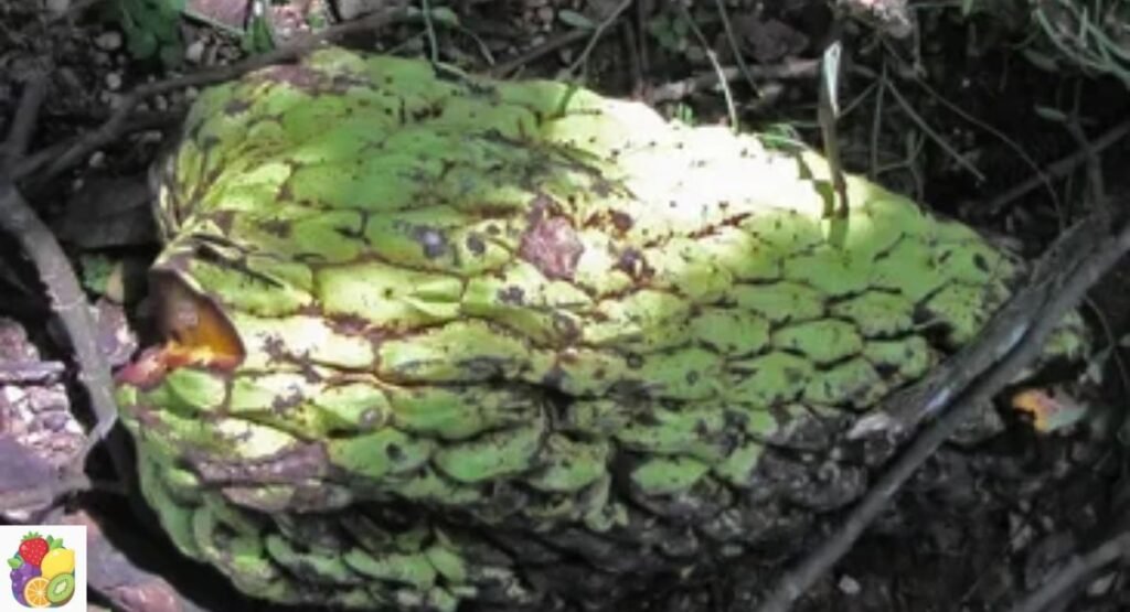 Junglesop