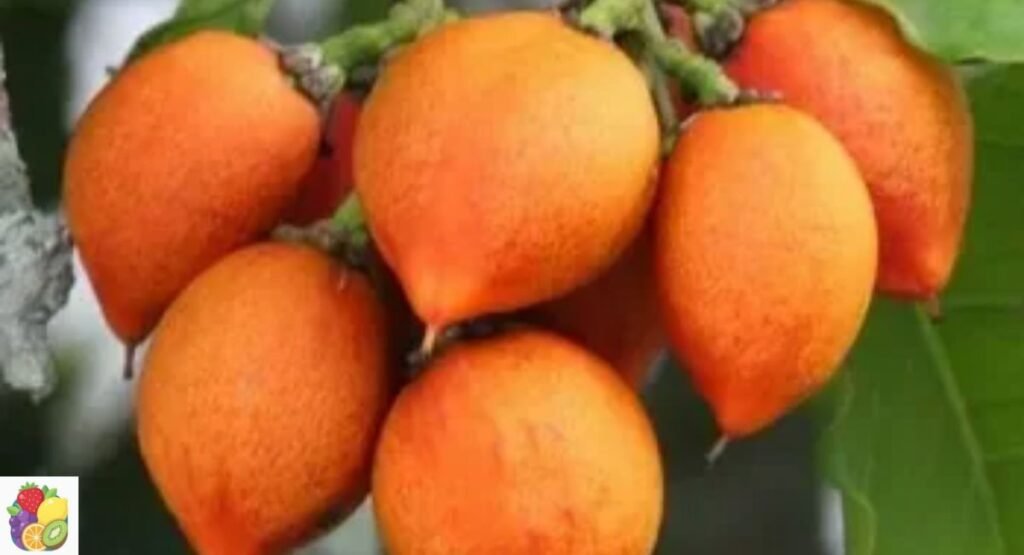 Kacangma Fruit