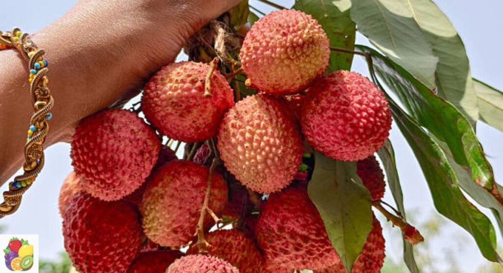 Kaimana Lychee