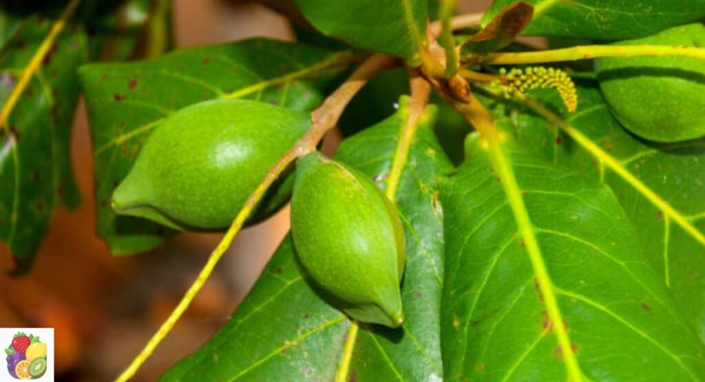 Kakadu Plum
