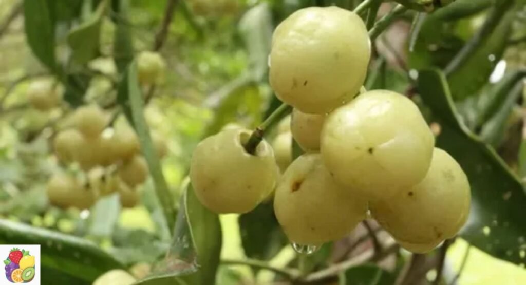 Lemon Aspen