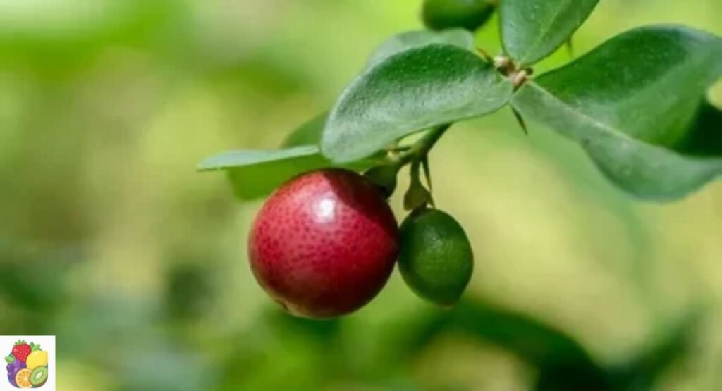 Limeberry