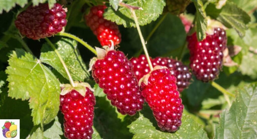 Loganberry
