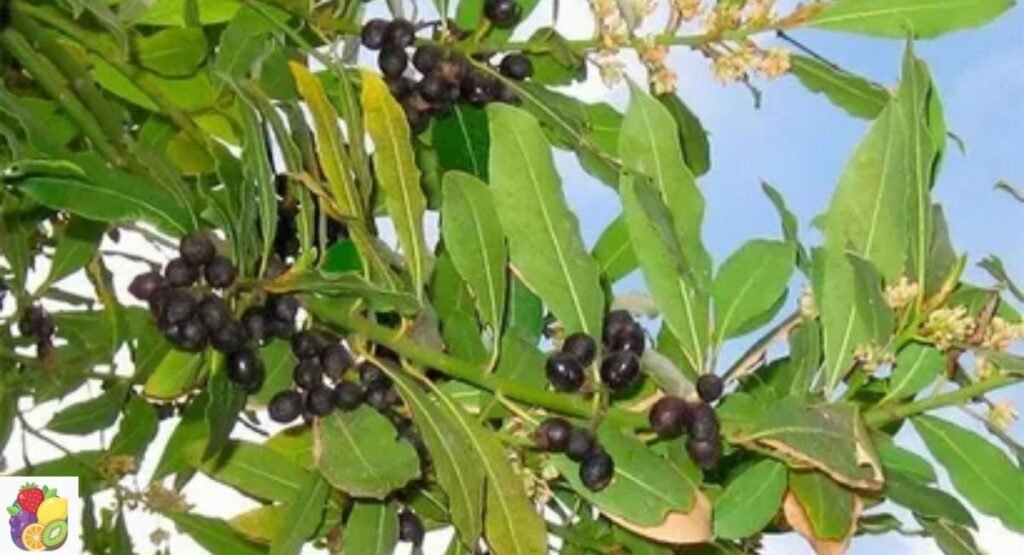 Louro Fruit