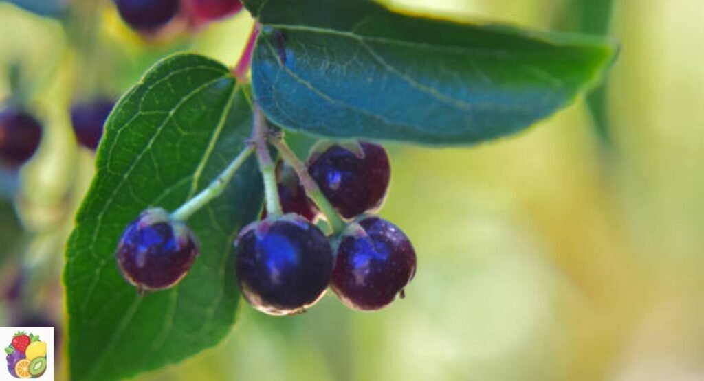 Maqui Berry