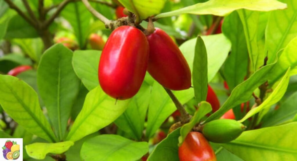 Miracle Fruit
