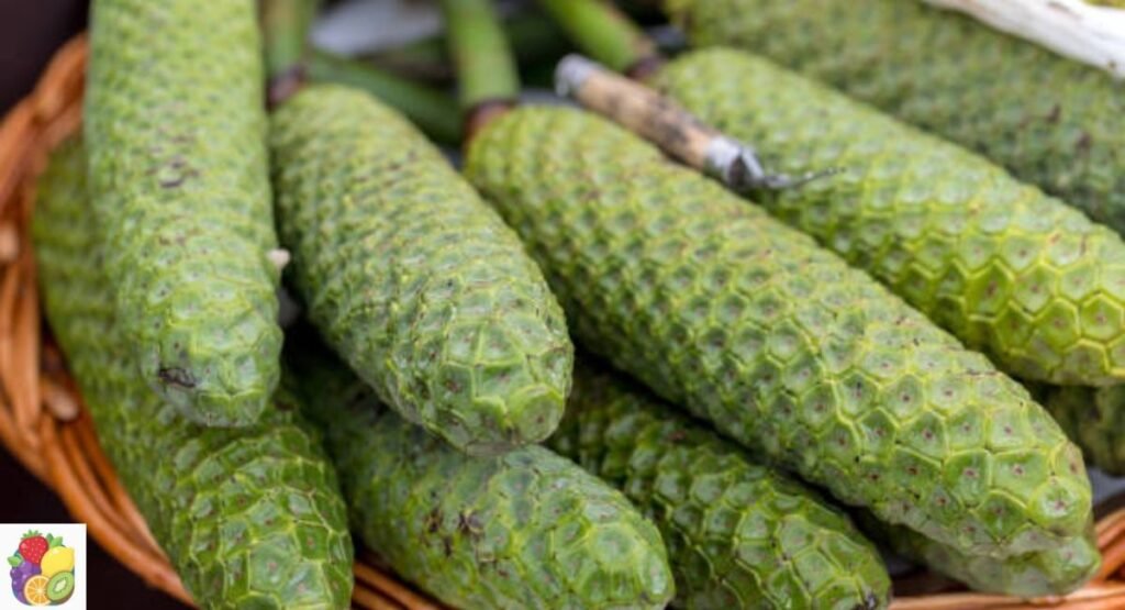 Monstera Deliciosa Fruit