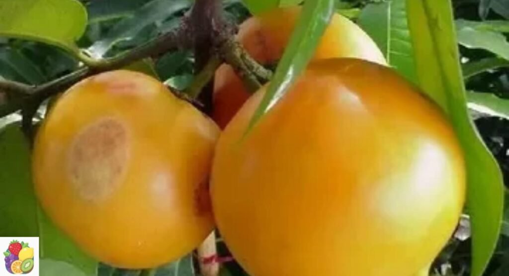Mundu Fruit