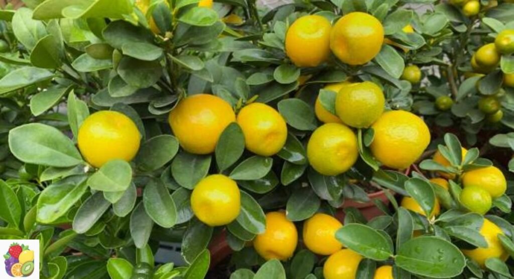 Nagami Kumquat