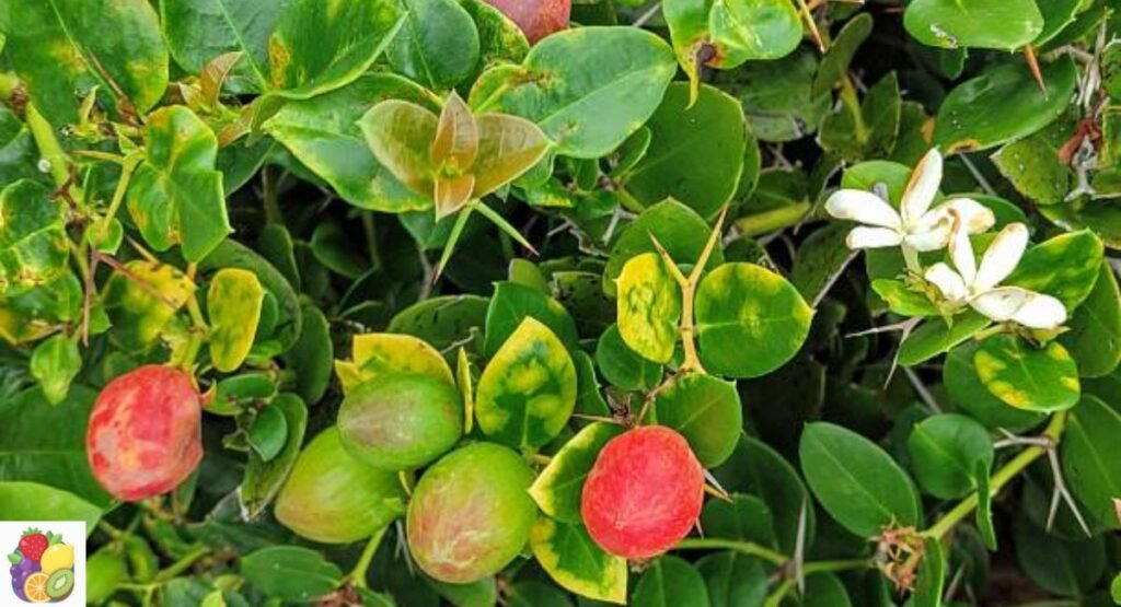 Natal Plum