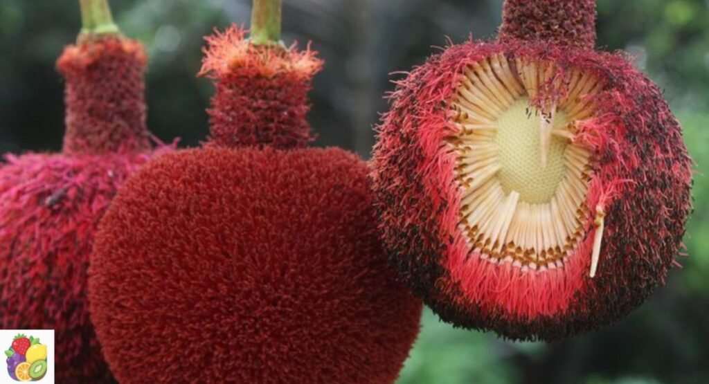 Nere Fruit