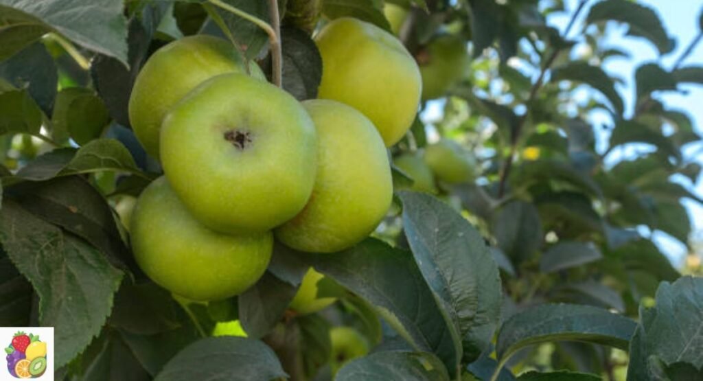 Newtown Pippin Apple