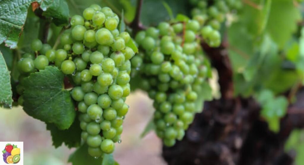 Niagara Grape