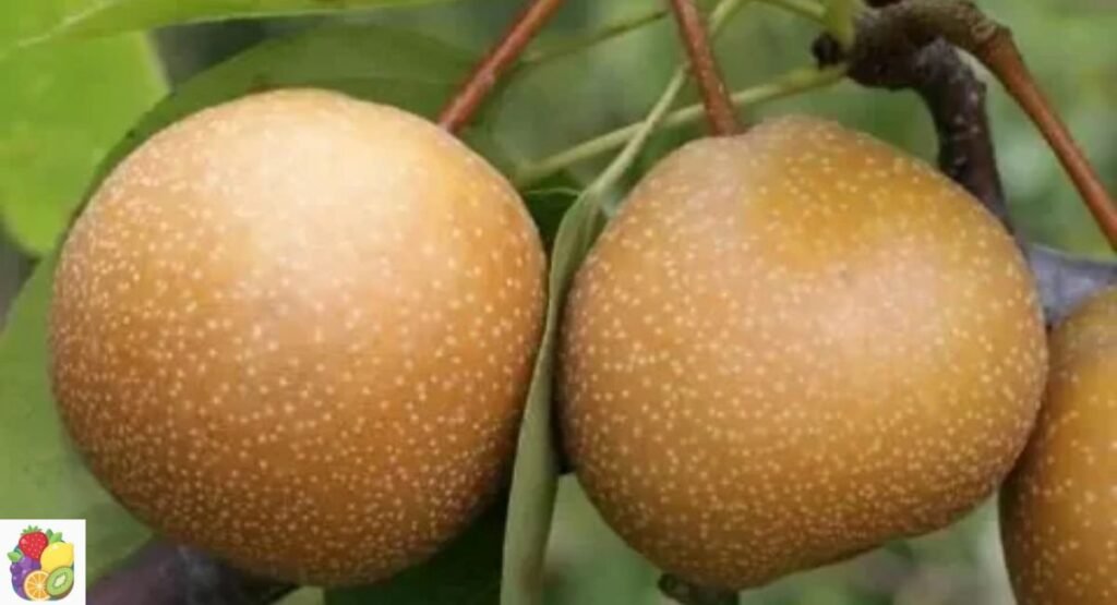 niitaka-pear