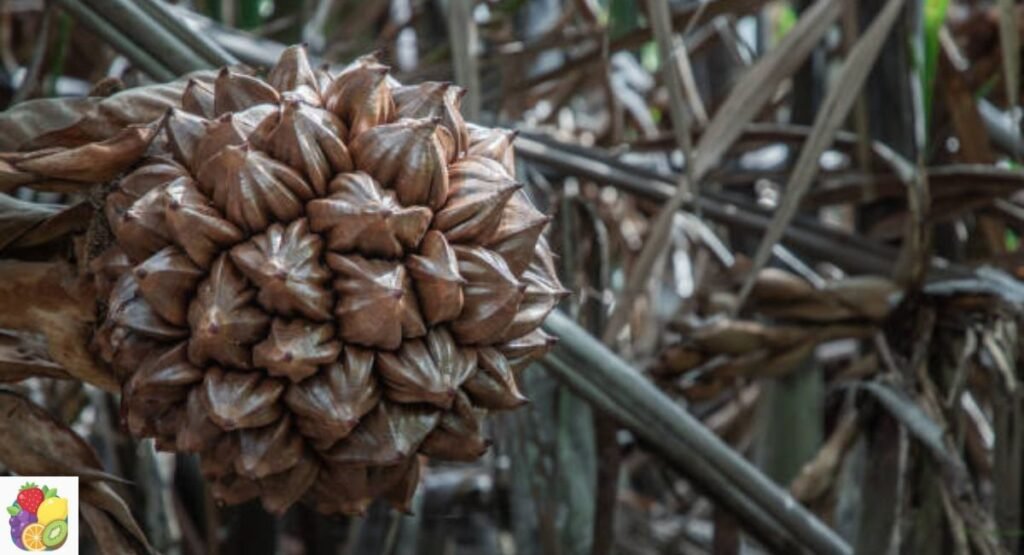 Nipa Palm Fruit