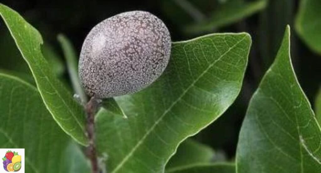 Nonda Plum