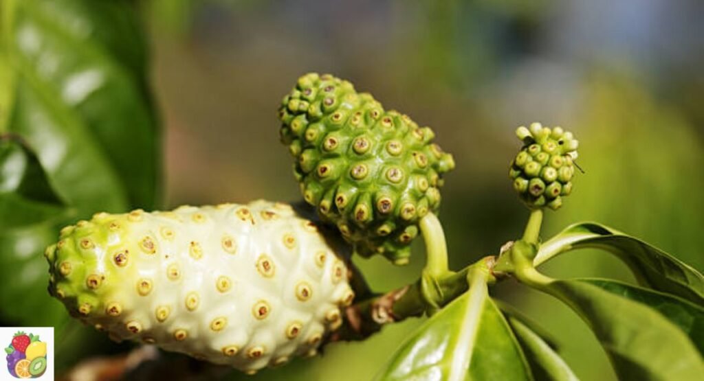 Noni
