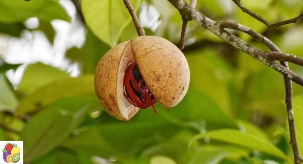 Nutmeg Fruit